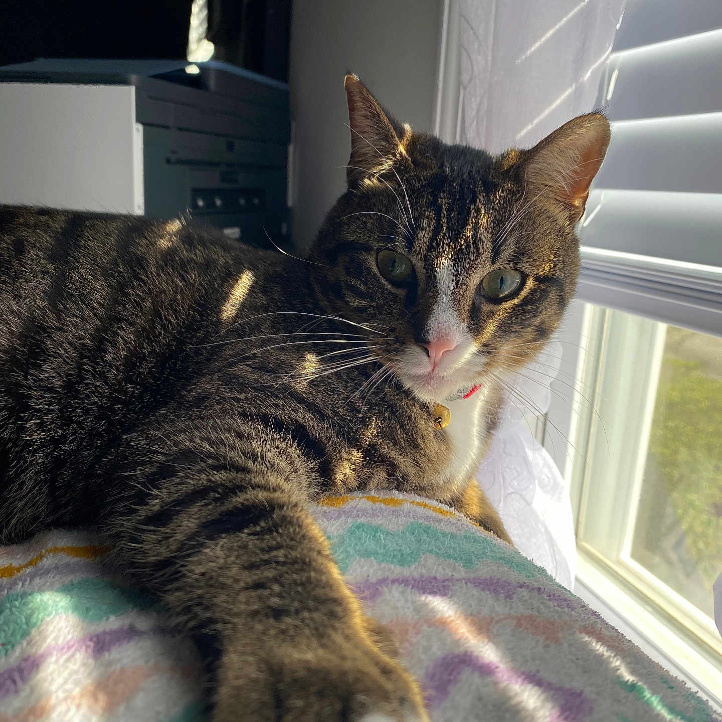 Binx Bleu joined the competition — help win amazing prizes! cat, tabby, paw, window, sunlight, blanket, indoor, pet, closeup, whiskers, striped, relaxed, feline, curious, collar, home, daylight, soft, resting, cozy