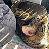 cat, indoor, sunlight, striped_light, blanket, feline, pet, cozy, relaxed, curious, fur, whiskers, ear, bedroom, pattern, shadow, window, lounge, domestic_animal, resting