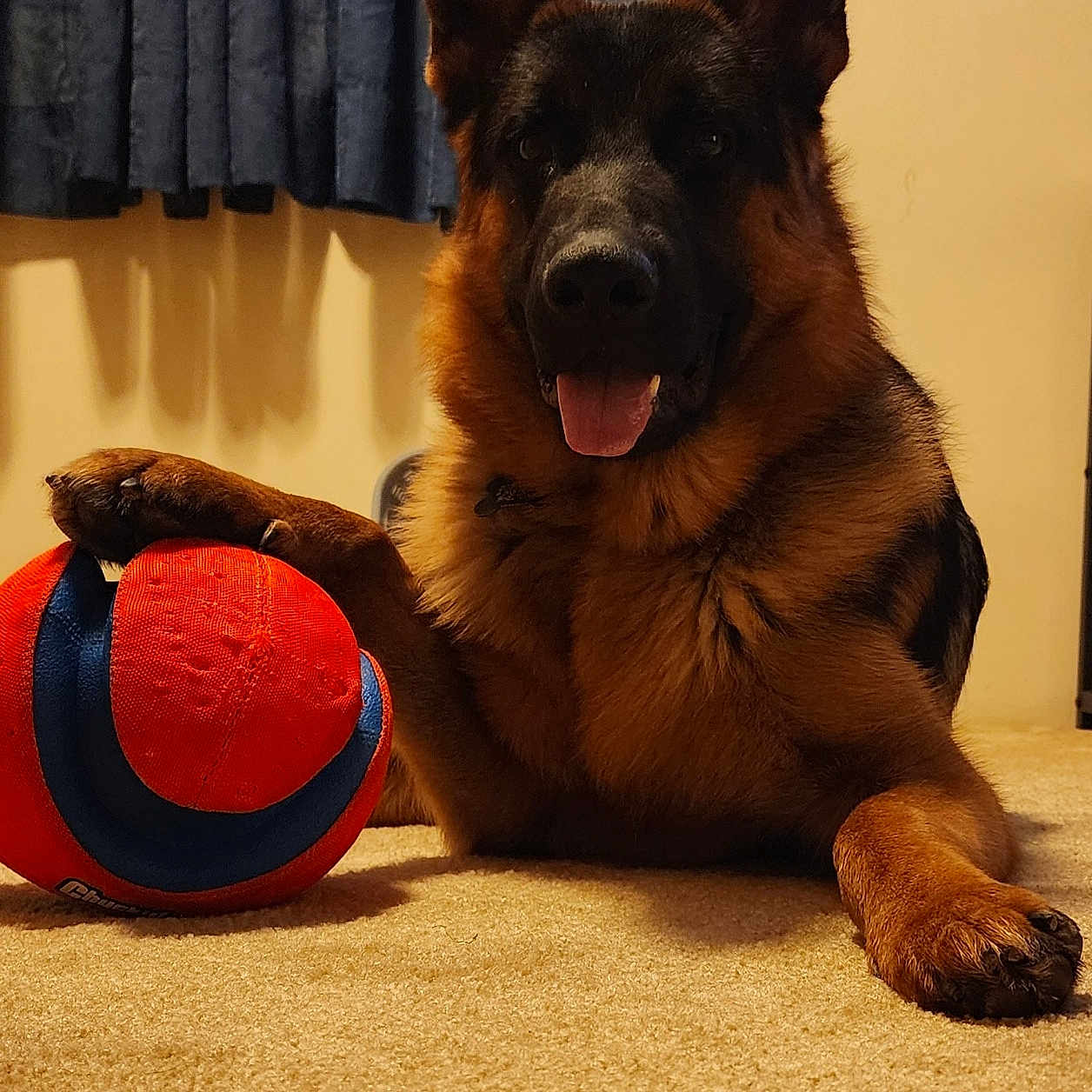 Sargent joined the competition — help win amazing prizes! animal, architecture, ball, canine, dog, football, germanshepherd, hardwood, hound, indoors, pet, policedog, puppy, soccer, soccerball, sphere, sport, tennis, tennisball, wood