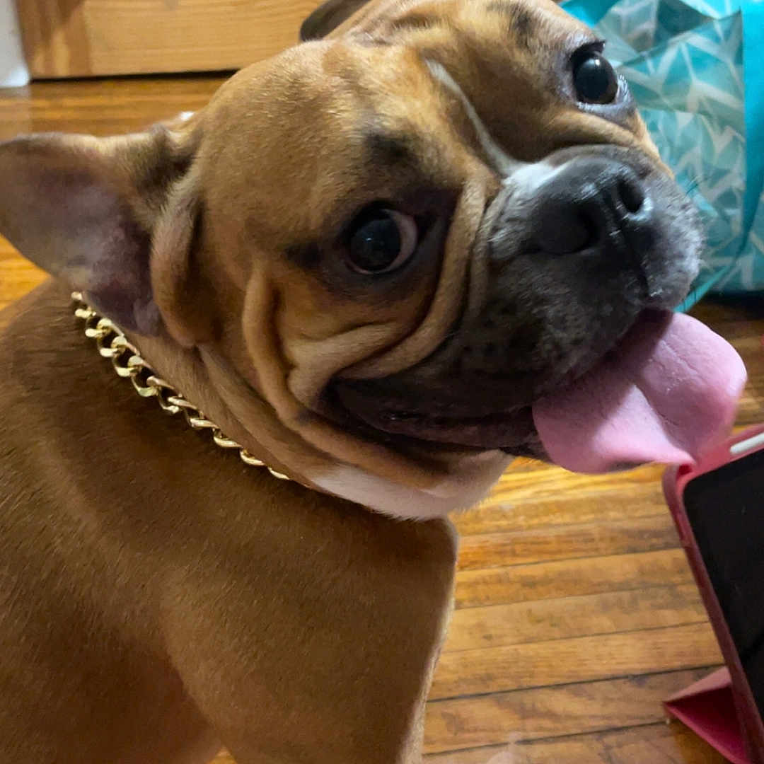 Kylo is registered to the contest to win money with this photo: animal, boxer, bulldog, canine, dog, electronics, frenchbulldog, hardwood, hound, indoors, interiordesign, mobilephone, pet, phone, pitbull, plywood, pug, puppy, wood