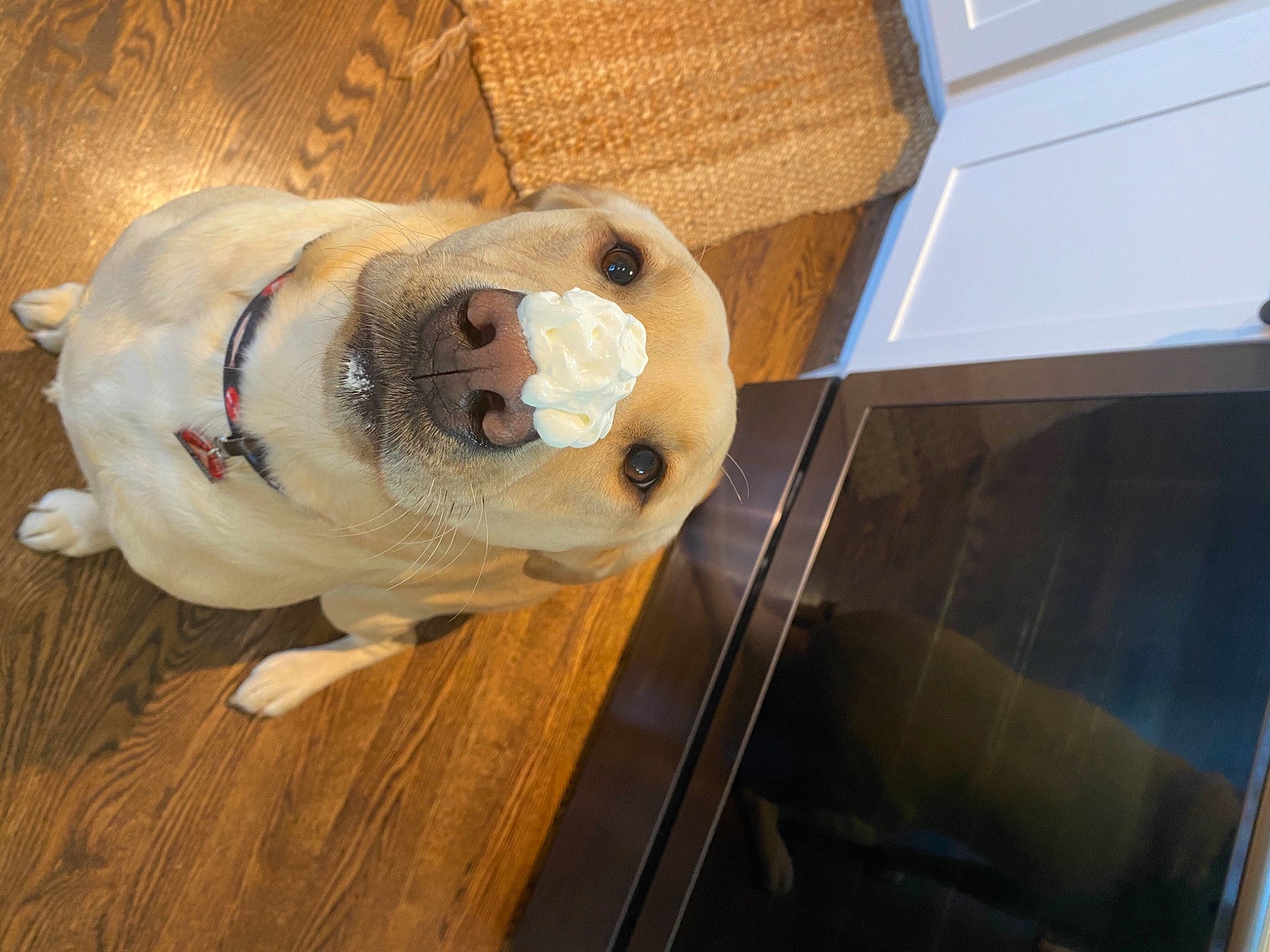 Auggie joined the competition — help win amazing prizes! american_bulldog, bulldog, canidae, carnivore, companion_dog, dog, dog_breed, fawn, floor, hardwood, non_sporting_group, old_english_bulldog, olde_english_bulldogge, snout, sporting_group, toy_bulldog, white_english_bulldog, wood