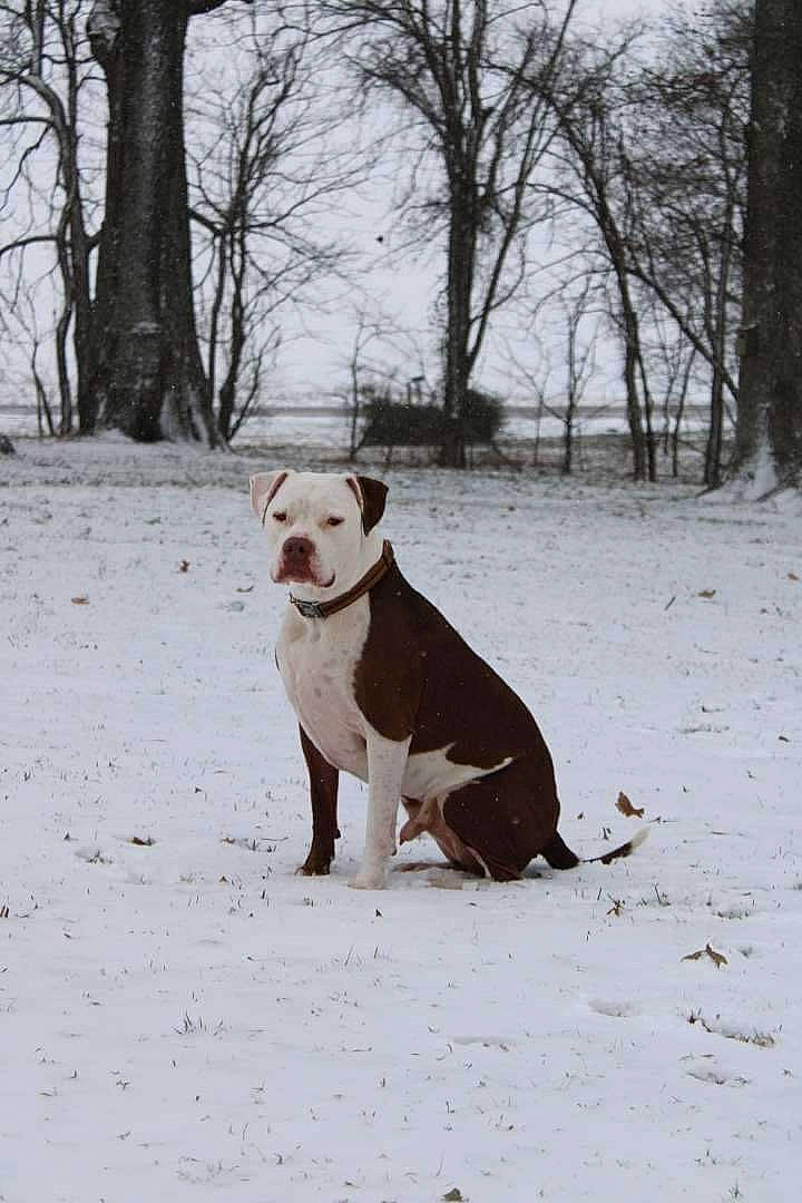 Diesel is registered to the contest to win money with this photo: branch, canidae, carnivore, collar, companion_dog, dog, dog_breed, dog_collar, fawn, freezing, pet_supply, plant, sky, snout, snow, sporting_group, tail, tree, twig, winter