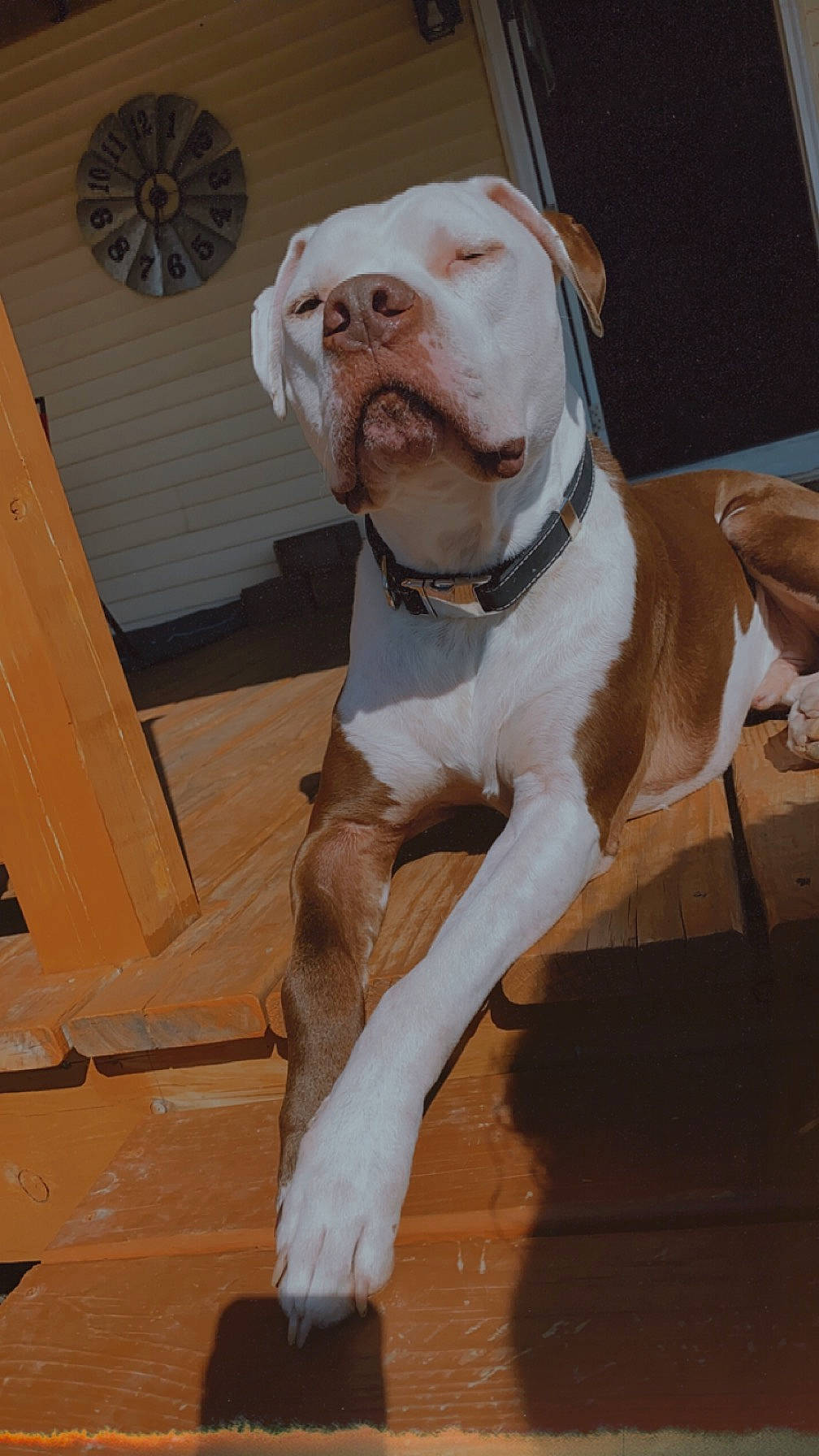 Diesel joined the competition — help win amazing prizes! canidae, carnivore, collar, companion_dog, dartboard, dog, dog_breed, dog_collar, dog_supply, fawn, liver, mechanical_fan, molosser, pet_supply, snout, sporting_group, whiskers, wood, working_animal, wrinkle