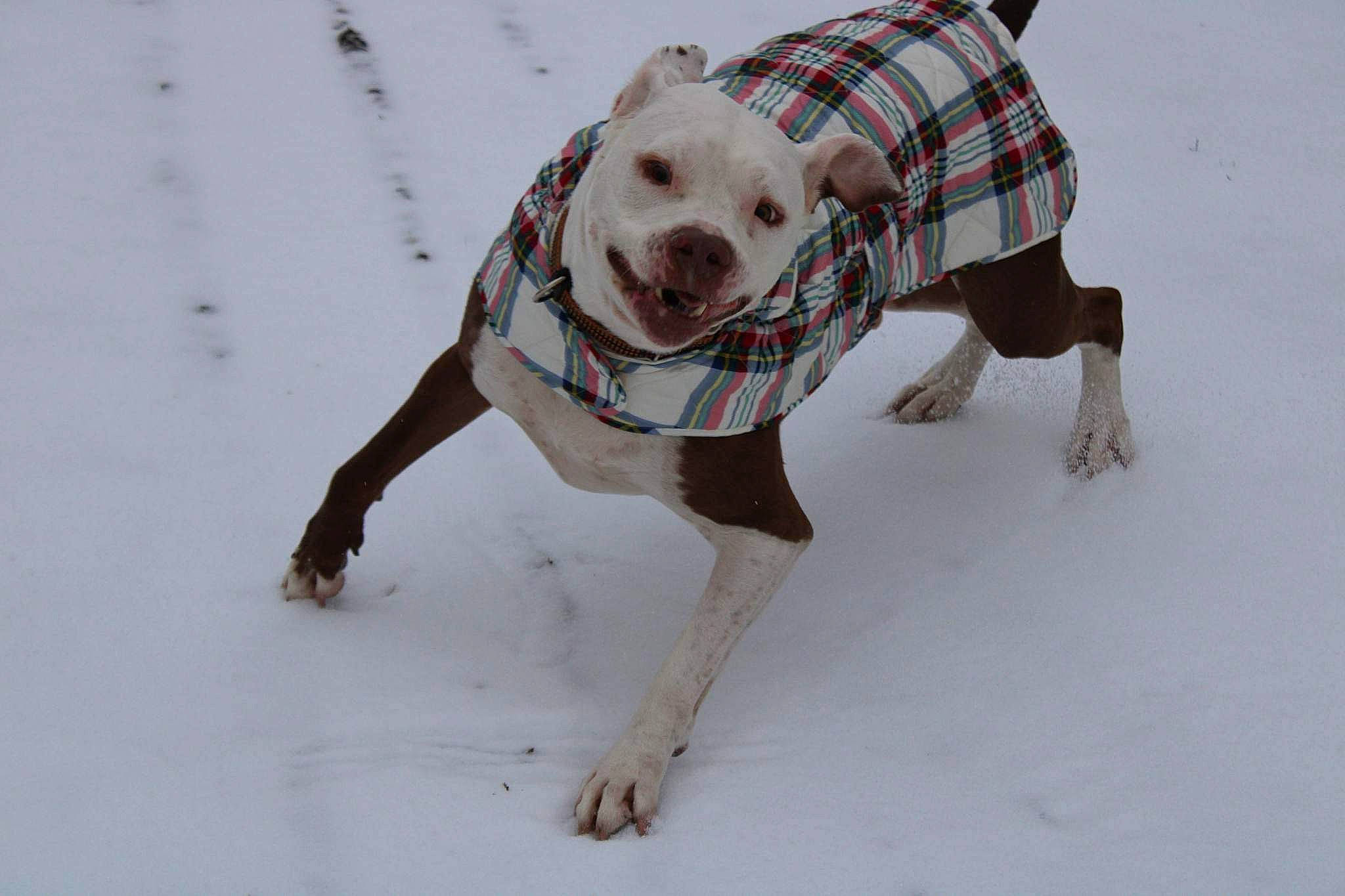 Diesel joined the competition — help win amazing prizes! carmine, carnivore, companion_dog, dog, dog_breed, dog_clothes, dog_supply, fawn, freezing, leash, mammal, pattern, personal_protective_equipment, pet_supply, sleeve, snow, sporting_group, tartan, winter, working_animal