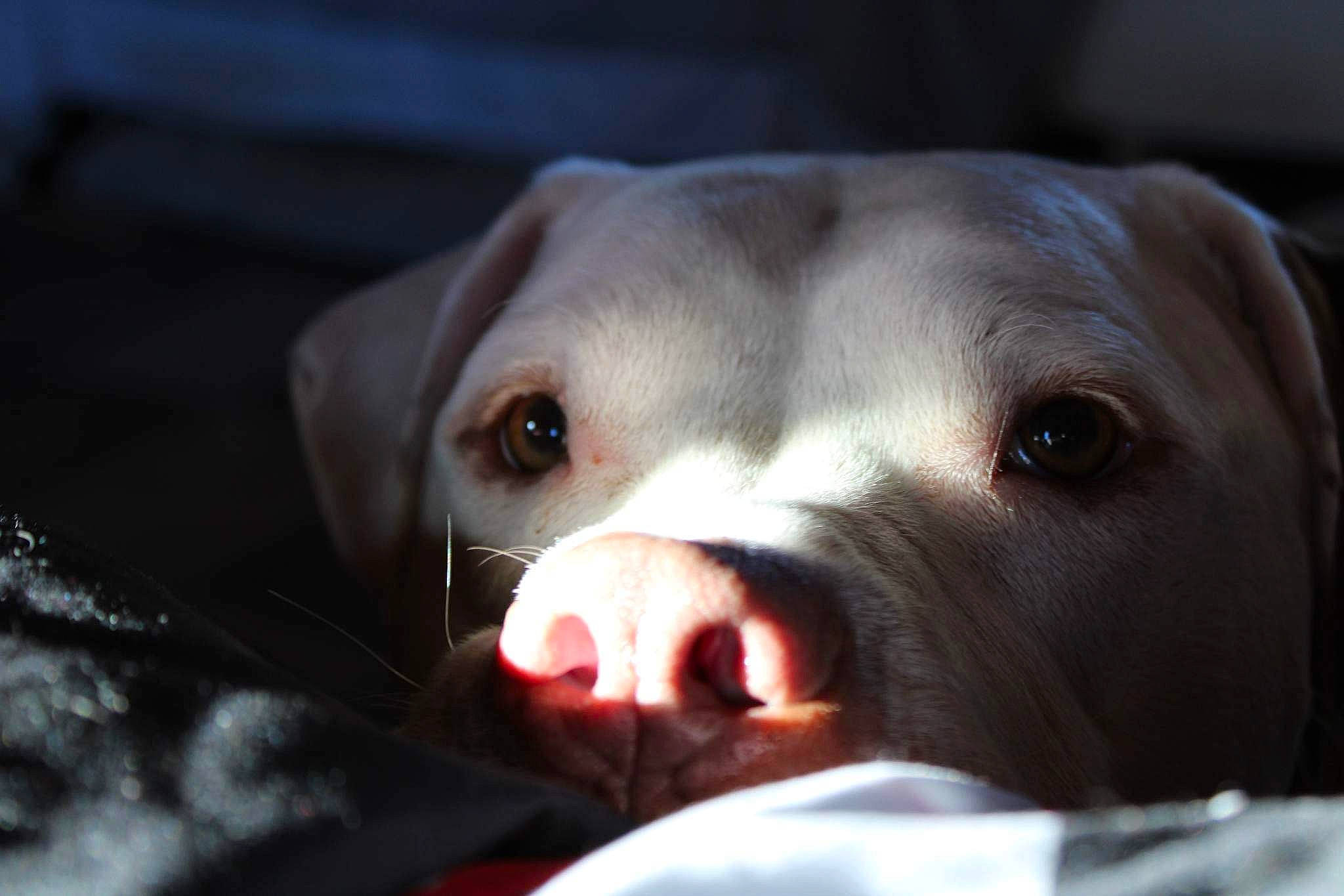 Diesel is registered to the contest to win money with this photo: canidae, carnivore, companion_dog, dog, dog_breed, eye, fawn, fur, gun_dog, liver, non_sporting_group, nose, snout, sporting_group, terrestrial_animal, whiskers, working_animal