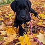 puppy, dog, black_dog, autumn, fall_leaves, leaves, outdoor, nature, leash, canine, pet, close_up, lying_down, forest, seasonal, fall, young_dog, animal, playful, cute