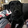 Nami a rejoint le concours — aidez-le/la à gagner de superbes lots ! dog, puppy, black_labrador, pet, indoor, blanket, closeup, cute, animal, canine, fur, face, eyes, nose, laying, resting, young, domestic_animal, companion, portrait