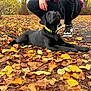 Nami a rejoint le concours — aidez-le/la à gagner de superbes lots ! dog, puppy, black_labrador, autumn, fallen_leaves, outdoor, person, sneakers, path, nature, park, fall_colors, crouching, collar, pet, young_dog, animal, leaf_litter, daylight, casual_clothing