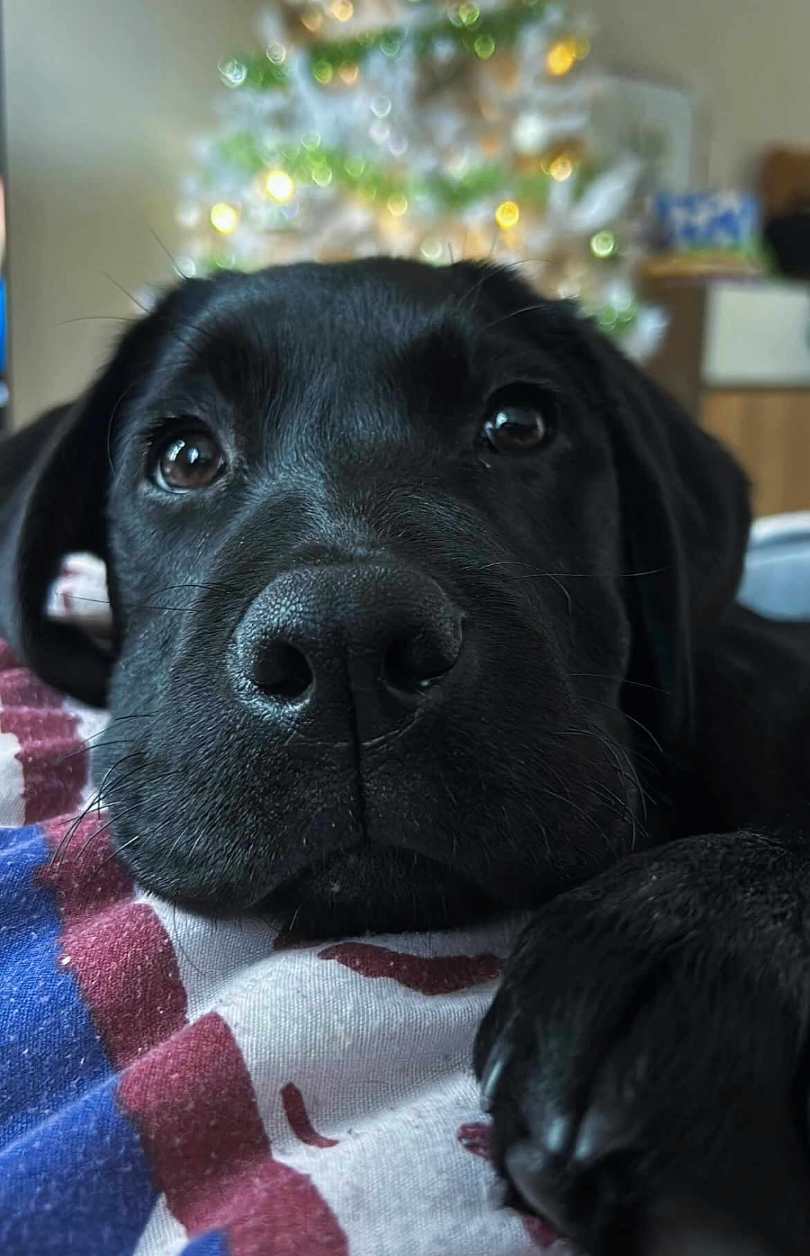 Nami a rejoint le concours — aidez-le/la à gagner de superbes lots ! dog, black_dog, close_up, pet, animal, resting, blanket, indoor, christmas_tree, holiday, blurred_background, cozy, paw, fur, nose, cute, relaxed, home, soft_light, portrait