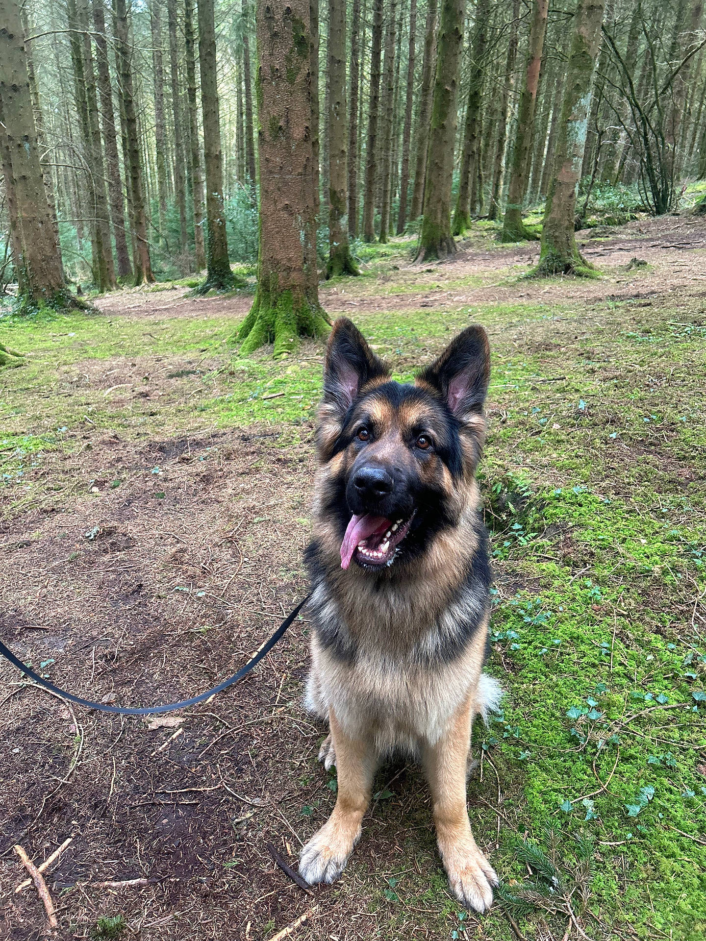 Chester is registered to the contest to win money with this photo: accessories, animal, canine, dog, germanshepherd, grass, green, grove, jungle, land, nature, outdoors, pet, plant, puppy, rock, soil, tree, vegetation, woodland