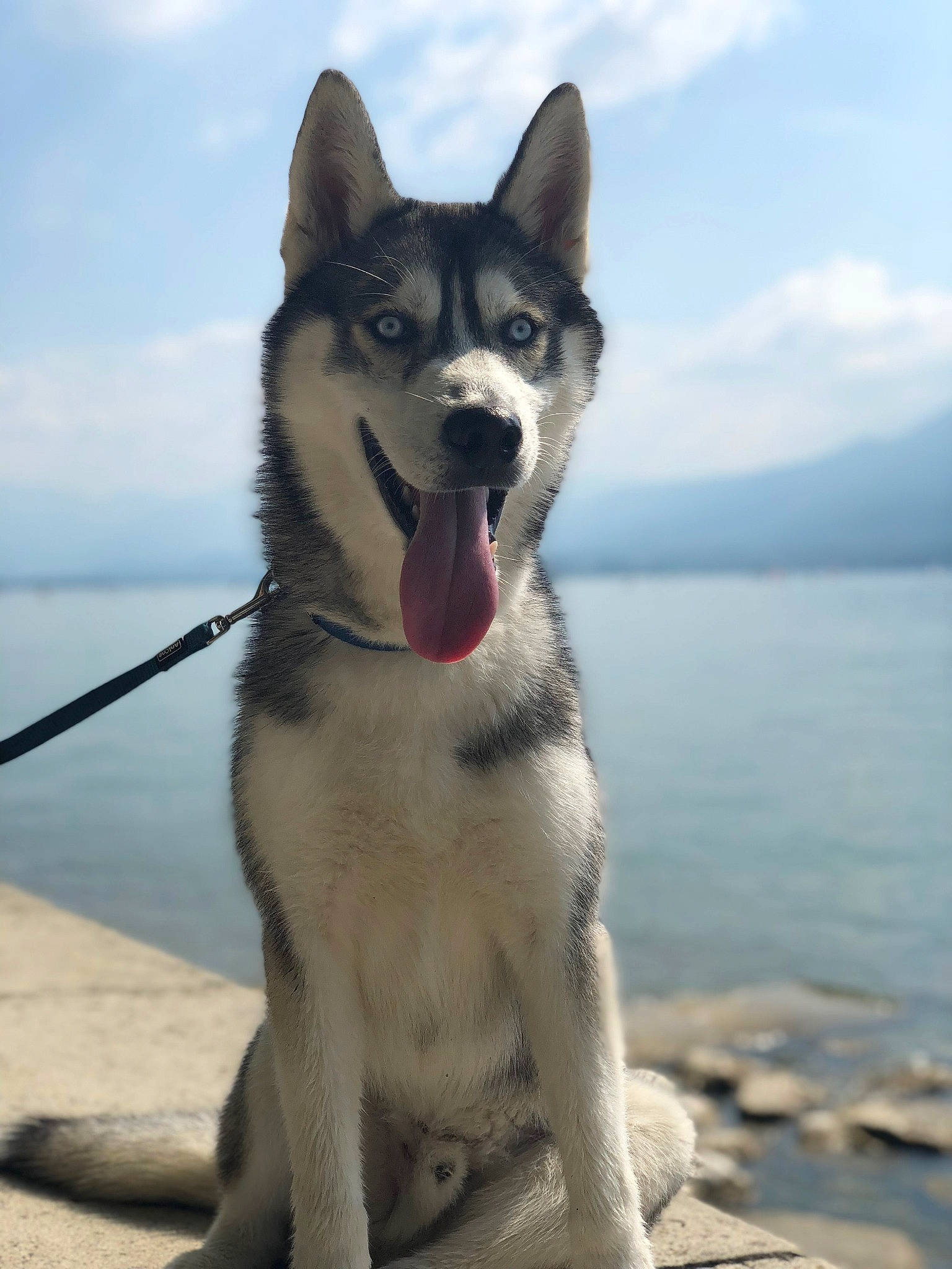 Yankee participe au concours pour gagner de l'argent avec cette photo : canadian_eskimo_dog, canidae, carnivore, czechoslovakian_wolfdog, dog, dog_breed, east_siberian_laika, greenland_dog, labrador_husky, mammal, native_american_indian_dog, northern_inuit_dog, saarloos_wolfdog, sakhalin_husky, seppala_siberian_sleddog, siberian_husky, sled_dog, tamaskan_dog, vertebrate, wolfdog