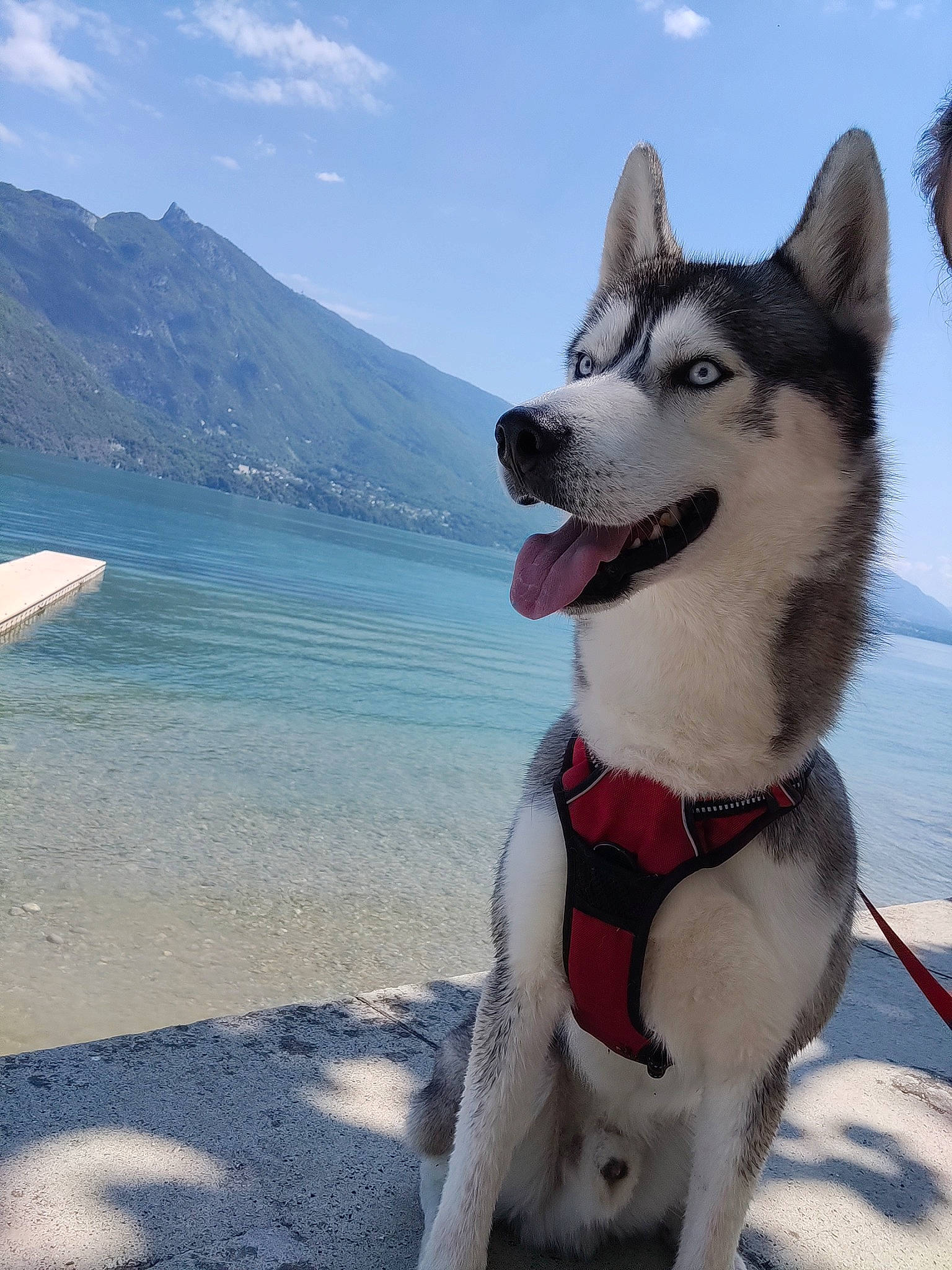 Yankee a rejoint le concours — aidez-le/la à gagner de superbes lots ! alaskan_klee_kai, alaskan_malamute, canadian_eskimo_dog, canidae, carnivore, dog, dog_breed, east_siberian_laika, greenland_dog, mammal, miniature_siberian_husky, northern_inuit_dog, sakhalin_husky, seppala_siberian_sleddog, siberian_husky, sled_dog, snout, tamaskan_dog, vertebrate, working_dog