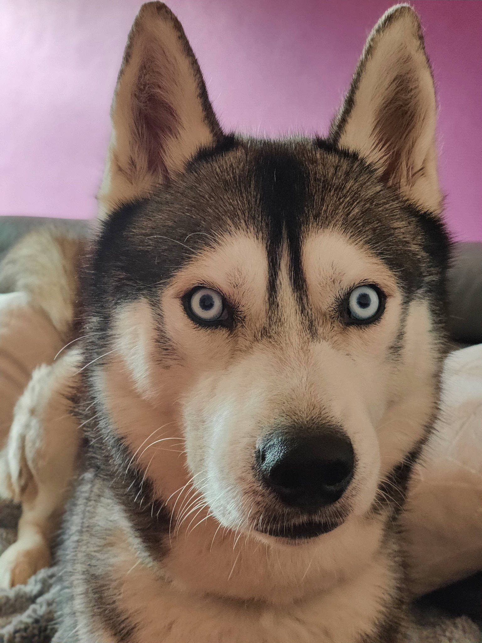 Yankee a rejoint le concours — aidez-le/la à gagner de superbes lots ! alaskan_malamute, canadian_eskimo_dog, canidae, carnivore, dog, dog_breed, east_siberian_laika, greenland_dog, mammal, miniature_siberian_husky, native_american_indian_dog, northern_inuit_dog, nose, saarloos_wolfdog, sakhalin_husky, siberian_husky, sled_dog, tamaskan_dog, vertebrate, wolfdog