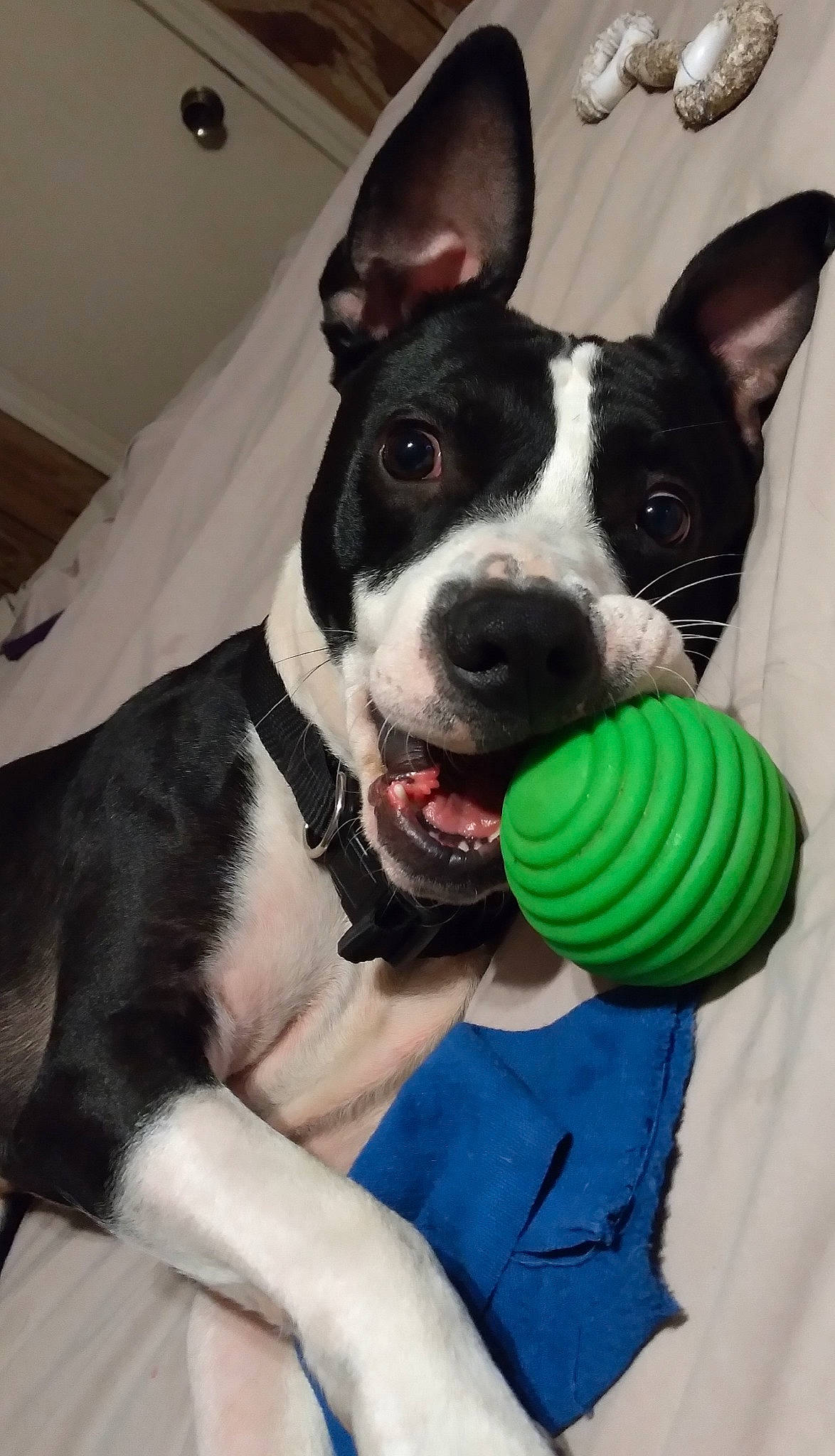Donald is registered to the contest to win money with this photo: ball, canidae, carnivore, collar, comfort, companion_dog, dessert, dog, dog_breed, dog_collar, dog_supply, fashion_accessory, fawn, ice_cream, pet_supply, snout, sporting_group, sports_equipment, whiskers, working_animal
