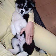 Yuko participe au concours pour gagner de l'argent avec cette photo : animal, black_and_white, couch, cozy, cute, dog, domestic_animal, floor, fluffy, fur, hand, indoor, lying_down, person, pet, puppy, relaxing, tiles, yellow_clothing, young