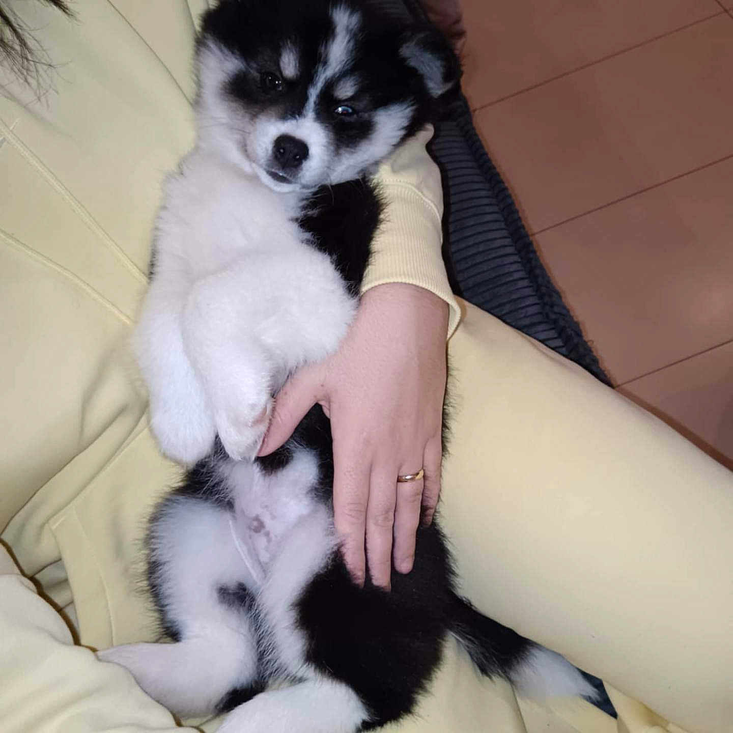 Yuko participe au concours pour gagner de l'argent avec cette photo : animal, black_and_white, couch, cozy, cute, dog, domestic_animal, floor, fluffy, fur, hand, indoor, lying_down, person, pet, puppy, relaxing, tiles, yellow_clothing, young
