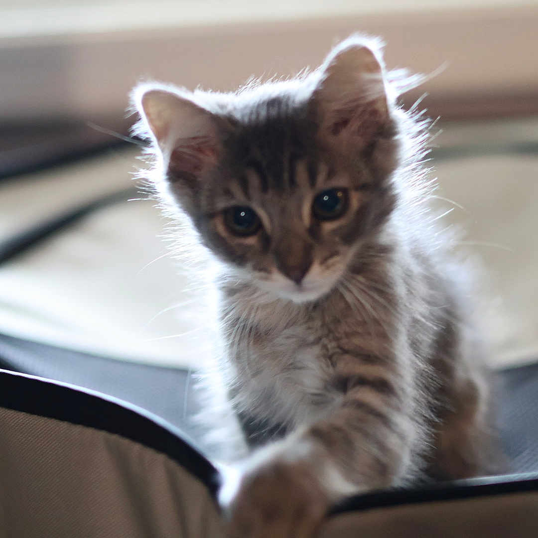 Lulu