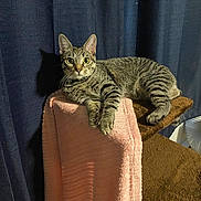 Millie joined the competition — help win amazing prizes! brown, cat, cat_tree, cozy, curious, curtain, ears, feline, fur, indoor, looking, paws, pet, pink, resting, tabby, texture, towel, whiskers, wide_eyes