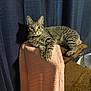 brown, cat, cat_tree, cozy, curious, curtain, ears, feline, fur, indoor, looking, paws, pet, pink, resting, tabby, texture, towel, whiskers, wide_eyes