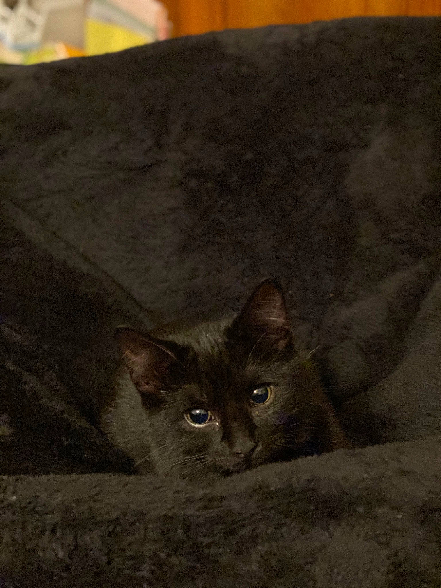 Hades is registered to the contest to win money with this photo: carnivore, cat, domestic_short_haired_cat, fawn, felidae, fur, grey, paper_product, small_to_medium_sized_cats, snout, terrestrial_animal, whiskers, wood