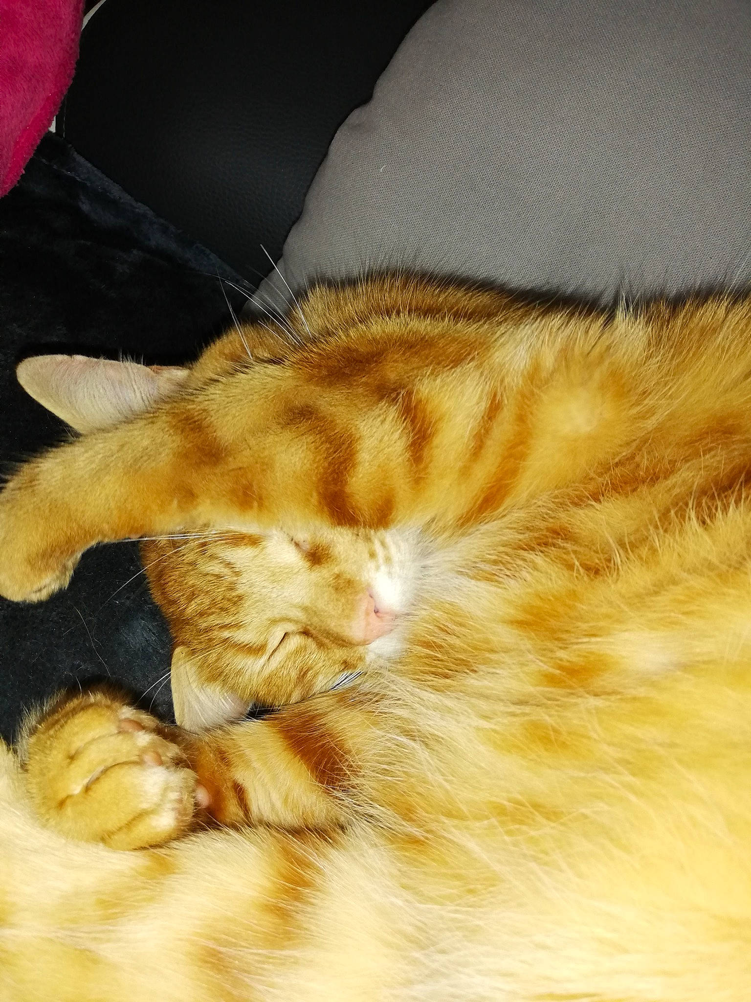 Abricot a rejoint le concours — aidez-le/la à gagner de superbes lots ! carnivore, cat, claw, comfort, domestic_short_haired_cat, ear, fawn, felidae, flooring, fur, human_leg, mammal, paw, small_to_medium_sized_cats, snout, tail, terrestrial_animal, vertebrate, whiskers, wood