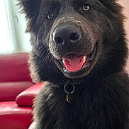 Naja a rejoint le concours — aidez-le/la à gagner de superbes lots ! dog, black_dog, pet, fluffy, happy, tongue_out, ears, indoor, couch, red_couch, leather, window, blinds, natural_light, smile, collar, fur, close_up, portrait, animal