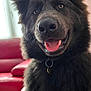 dog, black_dog, pet, fluffy, happy, tongue_out, ears, indoor, couch, red_couch, leather, window, blinds, natural_light, smile, collar, fur, close_up, portrait, animal