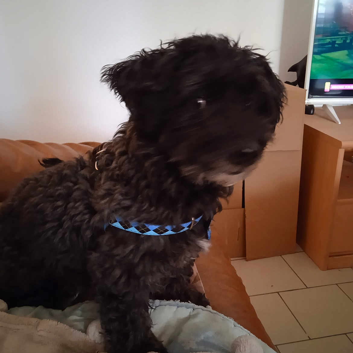 Lucky a rejoint le concours — aidez-le/la à gagner de superbes lots ! animal, bed, bedroom, canine, computerhardware, couch, dog, electronics, furniture, hardware, head, indoors, interiordesign, monitor, person, pet, poodle, puppy, screen, tv