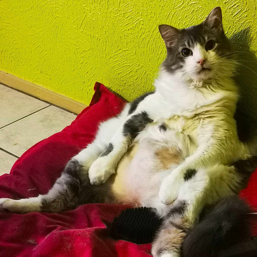 Nekochi participe au concours pour gagner de l'argent avec cette photo : animal, cat, curious, cushion, cute, domestic, feline, floor_tiles, fluffy, fur, gray, indoor, paw, pet, red, relaxed, sitting, whiskers, white, yellow_wall