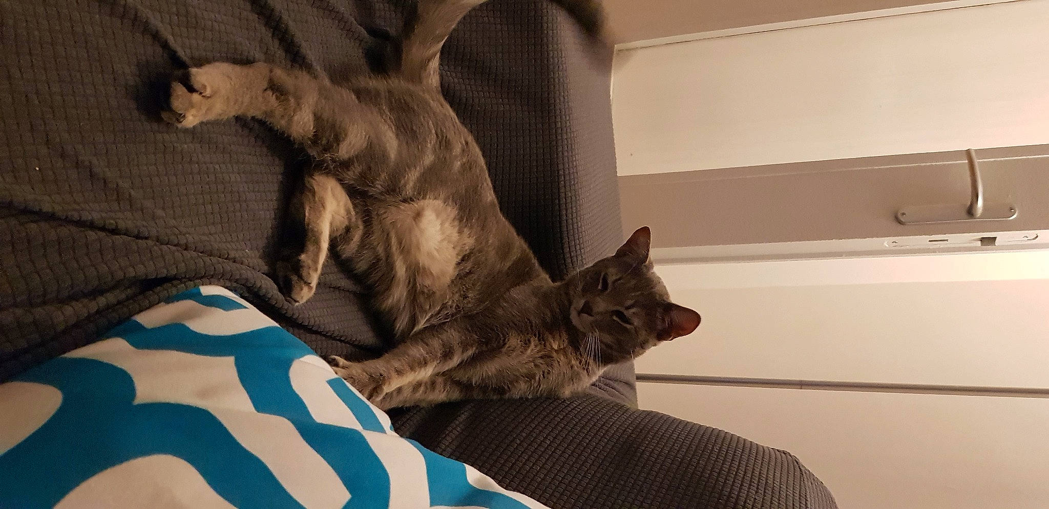 Billie participe au concours pour gagner de l'argent avec cette photo : bed, bed_sheet, bedding, carnivore, cat, comfort, domestic_short_haired_cat, fawn, felidae, fur, grey, hardwood, human_leg, linens, room, small_to_medium_sized_cats, snout, tail, whiskers, wood