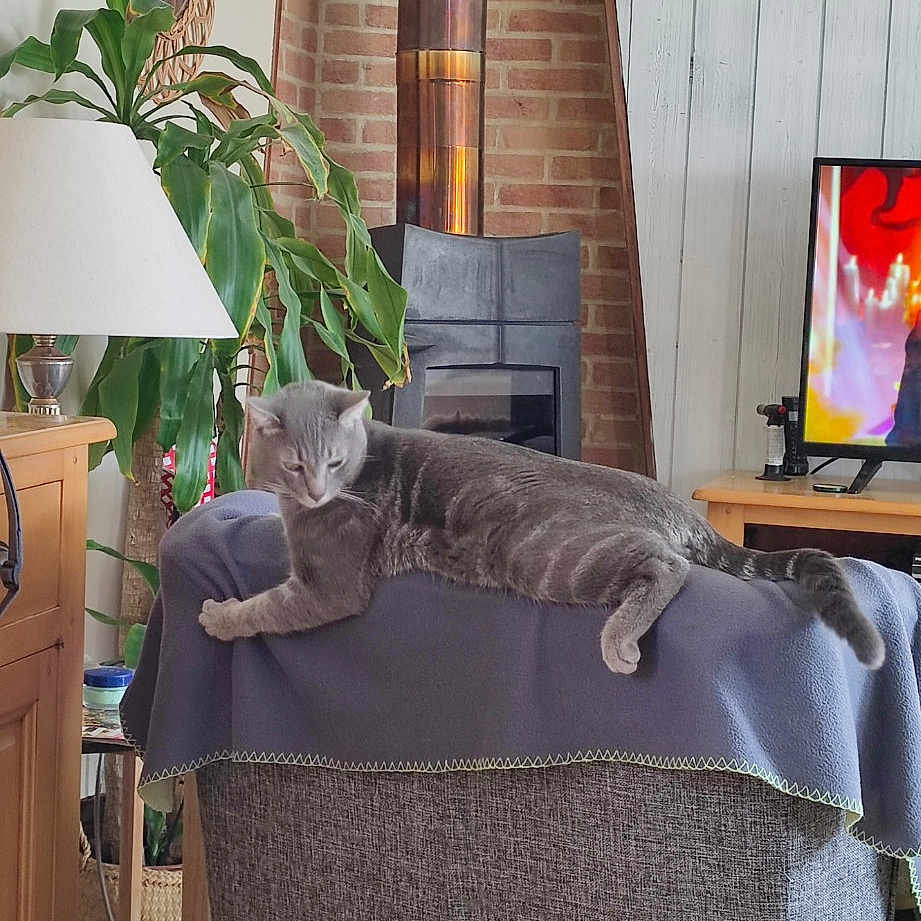 Billie participe au concours pour gagner de l'argent avec cette photo : cat, comfort, couch, felidae, flooring, flowerpot, grey, hardwood, home, houseplant, interior_design, lamp, living_room, picture_frame, plant, room, small_to_medium_sized_cats, studio_couch, television, wood