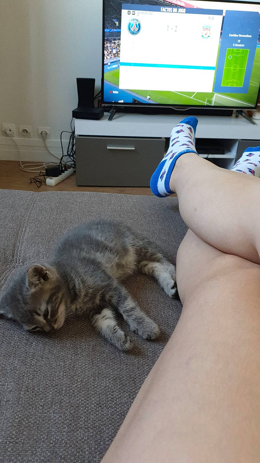 Billie participe au concours pour gagner de l'argent avec cette photo : asian, carnivore, cat, comfort, domestic_short_haired_cat, european_shorthair, felidae, floor, flooring, fur, kitten, leg, paw, polydactyl_cat, room, skin, small_to_medium_sized_cats, tabby_cat, table, whiskers