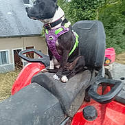 Titan a rejoint le concours — aidez-le/la à gagner de superbes lots ! dog, black_and_white, harness, purple_harness, green_harness, atv, red_atv, seat, outdoor, trees, house, grass, pet, animal, canine, adventure, nature, vehicle, looking_away, sitting