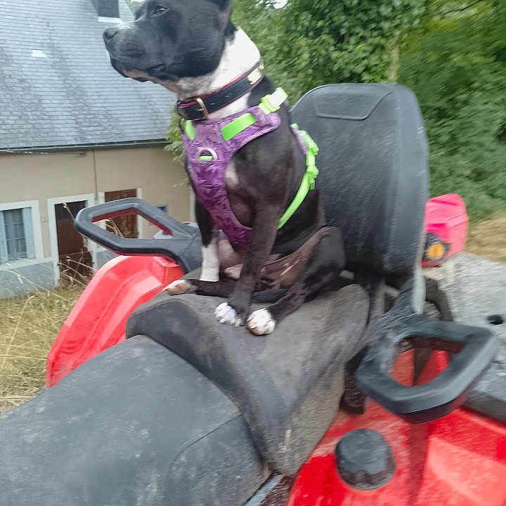 Titan a rejoint le concours — aidez-le/la à gagner de superbes lots ! adventure, animal, atv, black_and_white, canine, dog, grass, green_harness, harness, house, looking_away, nature, outdoor, pet, purple_harness, red_atv, seat, sitting, trees, vehicle