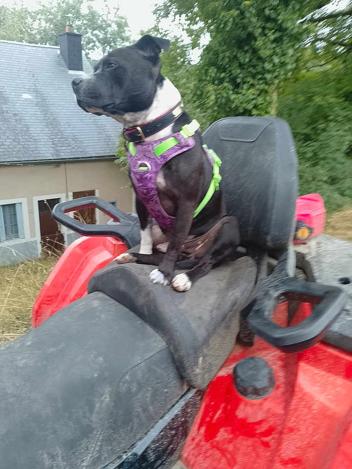 Titan a rejoint le concours — aidez-le/la à gagner de superbes lots ! dog, black_and_white, harness, purple_harness, green_harness, atv, red_atv, seat, outdoor, trees, house, grass, pet, animal, canine, adventure, nature, vehicle, looking_away, sitting