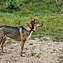 dog, canine, animal, outdoor, grass, sand, nature, pet, mammal, standing, collar, alert, brown, black, fur, side_view, greenery, field, daytime, forest