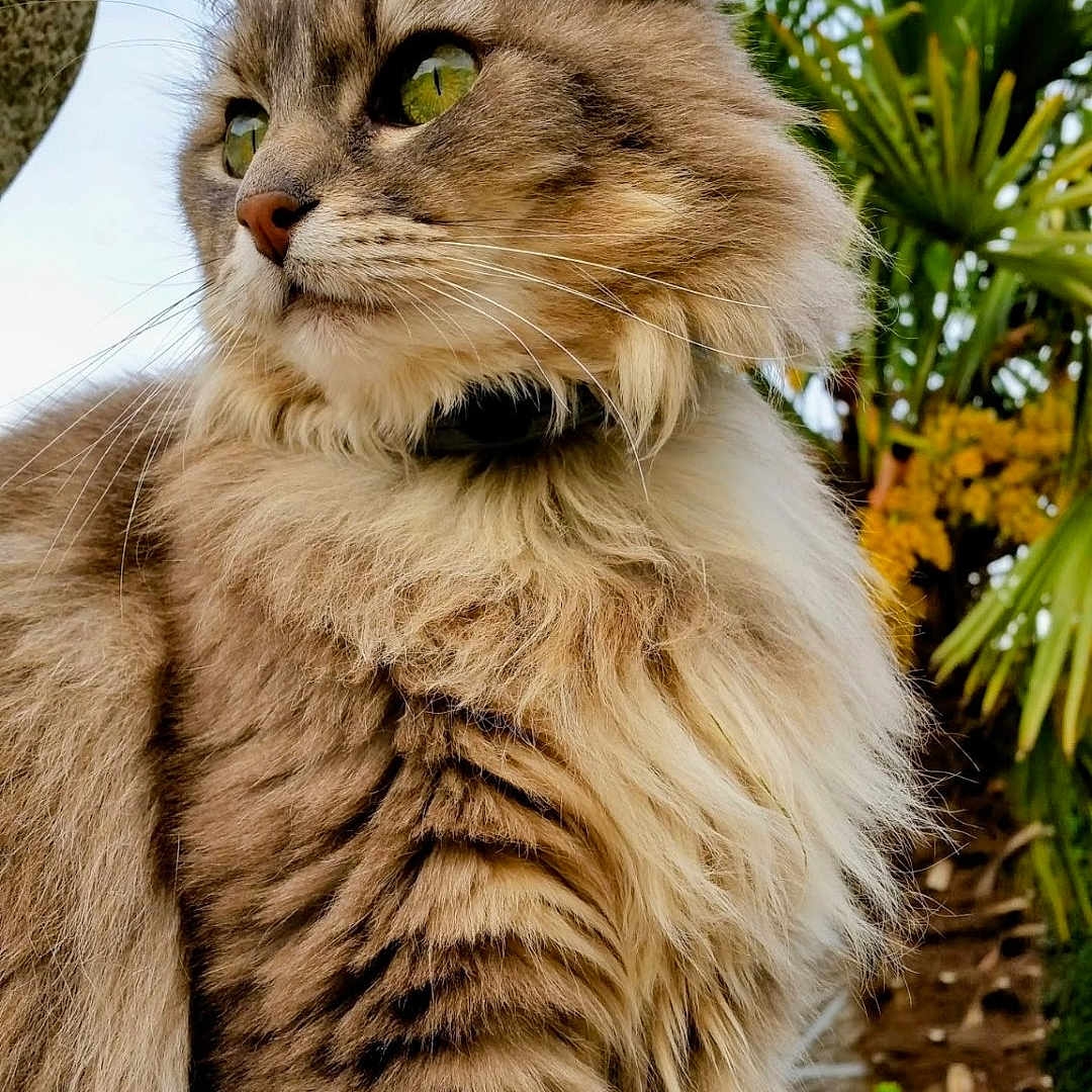 Spookie participe au concours pour gagner de l'argent avec cette photo : cat, fluffy, green_eyes, outdoor, sky, tree, palm_tree, nature, animal, pet, fur, portrait, close_up, whiskers, mammal, looking_away, daylight, cute, tabby, calm