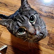 Mischief joined the competition — help win amazing prizes! cat, tabby, curious, looking_up, wooden_floor, pet, animal, indoor, feline, whiskers, ears, nose, closeup, flooring, domestic_cat, cute, eyes, head, mammal, household