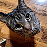 cat, tabby, curious, looking_up, wooden_floor, pet, animal, indoor, feline, whiskers, ears, nose, closeup, flooring, domestic_cat, cute, eyes, head, mammal, household