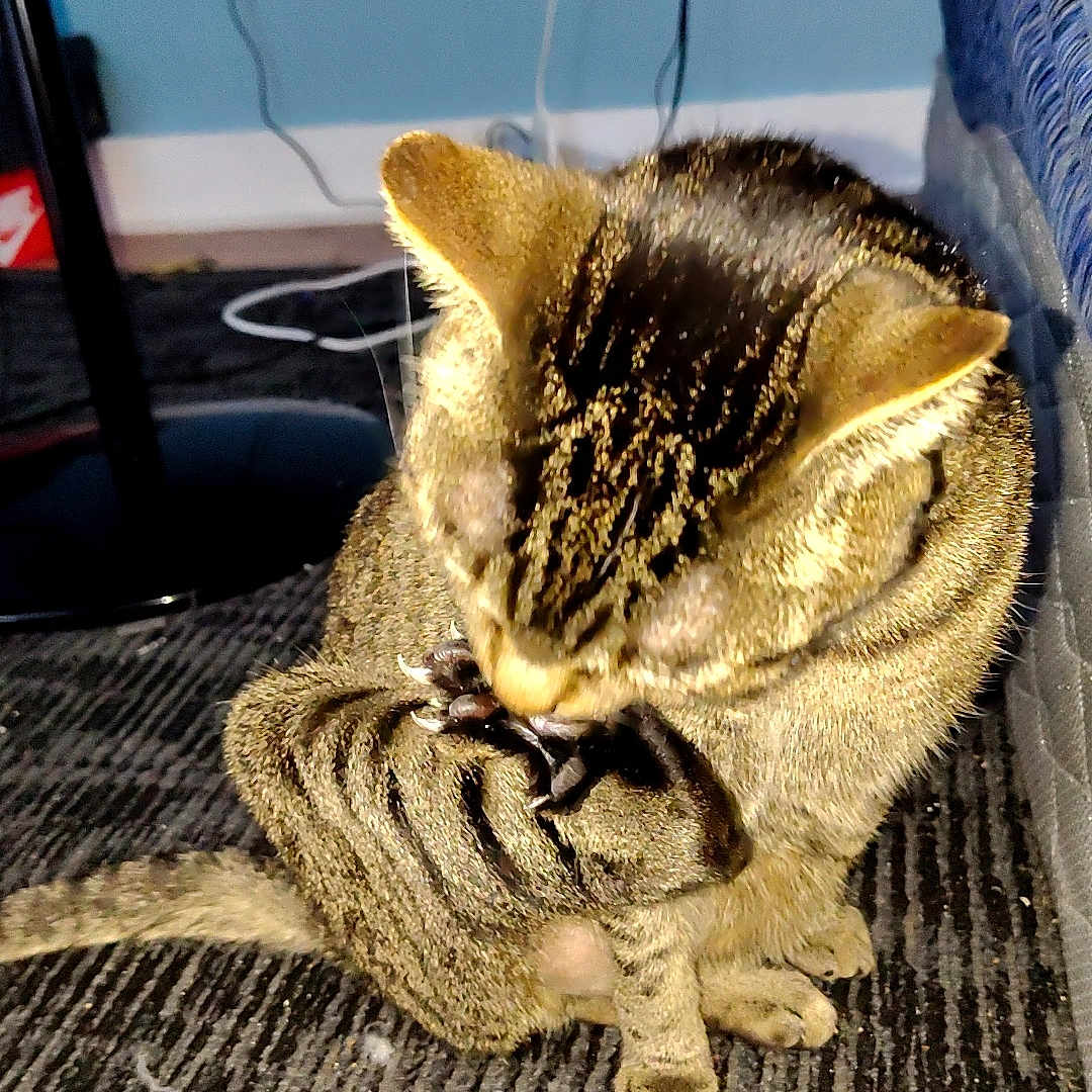 Mischief