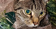 Mischief is registered to the contest to win money with this photo: cat, tabby, plastic_bag, indoor, curious, floor_tiles, household_items, wide_eyes, confused, peeking, feline, pet, domestic, animal, whiskers, ears, head, portrait, close_up, cluttered_background