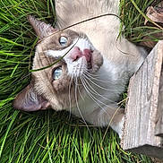 Willow participe au concours pour gagner de l'argent avec cette photo : cat, blue_eyes, grass, outdoor, pet, animal, fur, whiskers, nature, playful, green, closeup, curious, mammal, cute, relaxing, daylight, snout, ears, wood