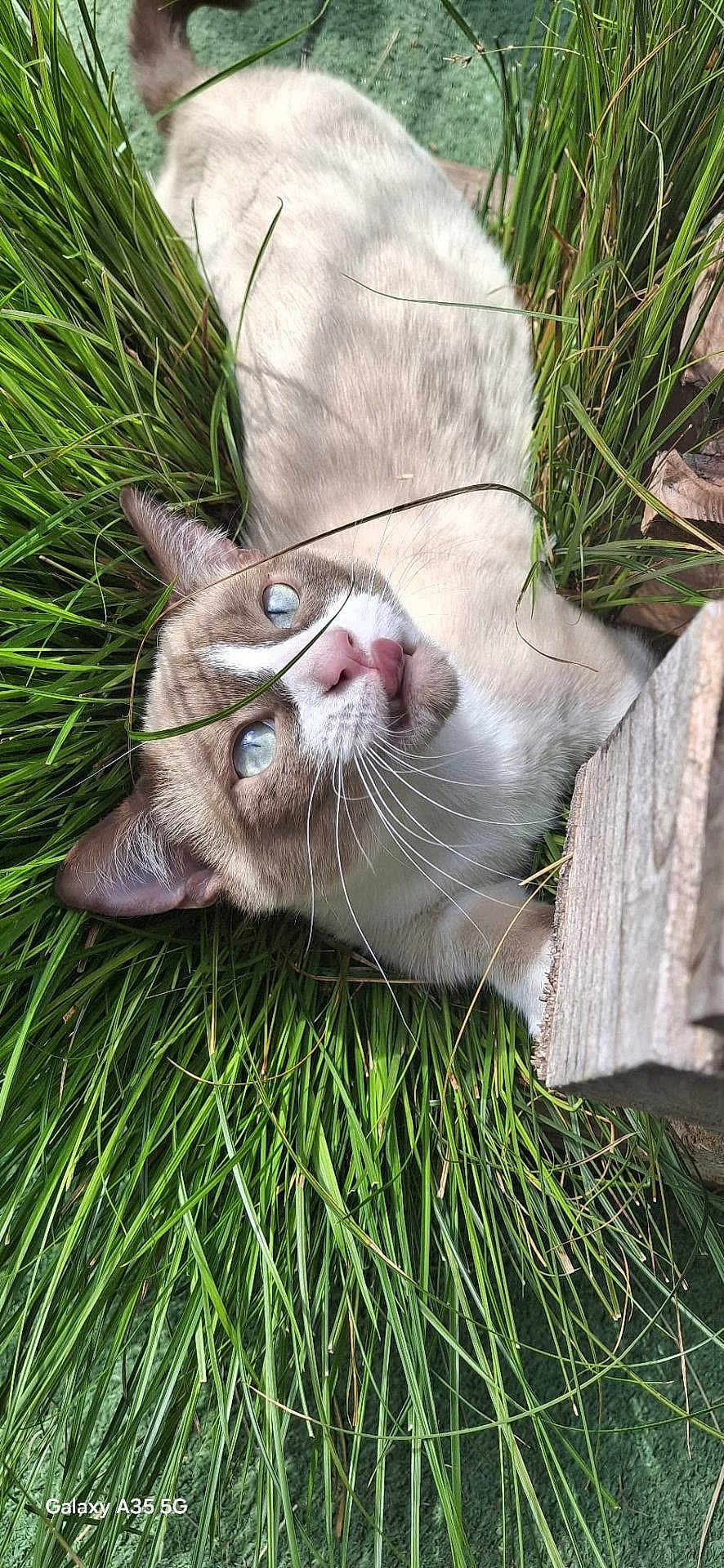Willow