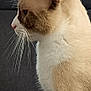 Willow a rejoint le concours — aidez-le/la à gagner de superbes lots ! cat, side_profile, whiskers, fur, pet, animal, indoor, couch, gray_background, sitting, calm, focused, closeup, domestic_cat, mammal, feline, soft_texture, cute, house_pet, portrait