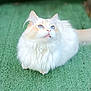 cat, fluffy, white, blue_eyes, tongue_out, pet, animal, cute, feline, sitting, outdoor, green_background, curious, soft_fur, domestic_cat, whiskers, ears, tail, close_up, adorable