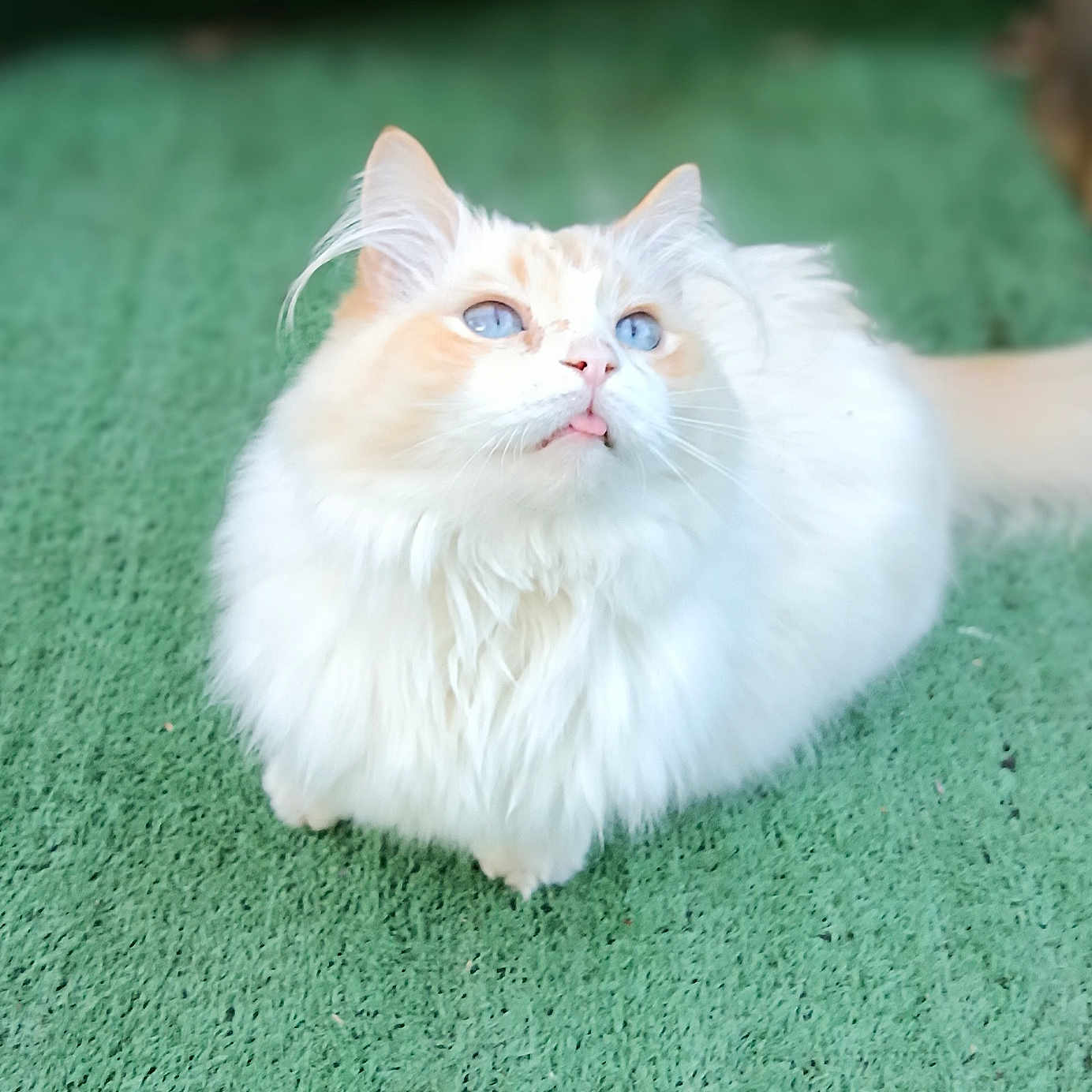 Nala participe au concours pour gagner de l'argent avec cette photo : adorable, animal, blue_eyes, cat, close_up, curious, cute, domestic_cat, ears, feline, fluffy, green_background, outdoor, pet, sitting, soft_fur, tail, tongue_out, whiskers, white