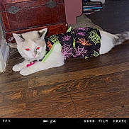 Valentine is registered to the contest to win money with this photo: cat, pet, indoor, floor, wooden_floor, costume, spiderweb_pattern, animal, feline, white_cat, red_eye, fur, collar, cute, resting, wooden_chest, furniture, home, domestic_animal, costumed_pet