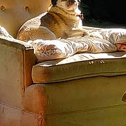 Kooper joined the competition — help win amazing prizes! animal, armchair, cat, collar, cozy, curious, cushion, dog, ears, face, floor, furniture, indoor, lazy, pet, relaxation, resting, shadow, sunlight, vintage