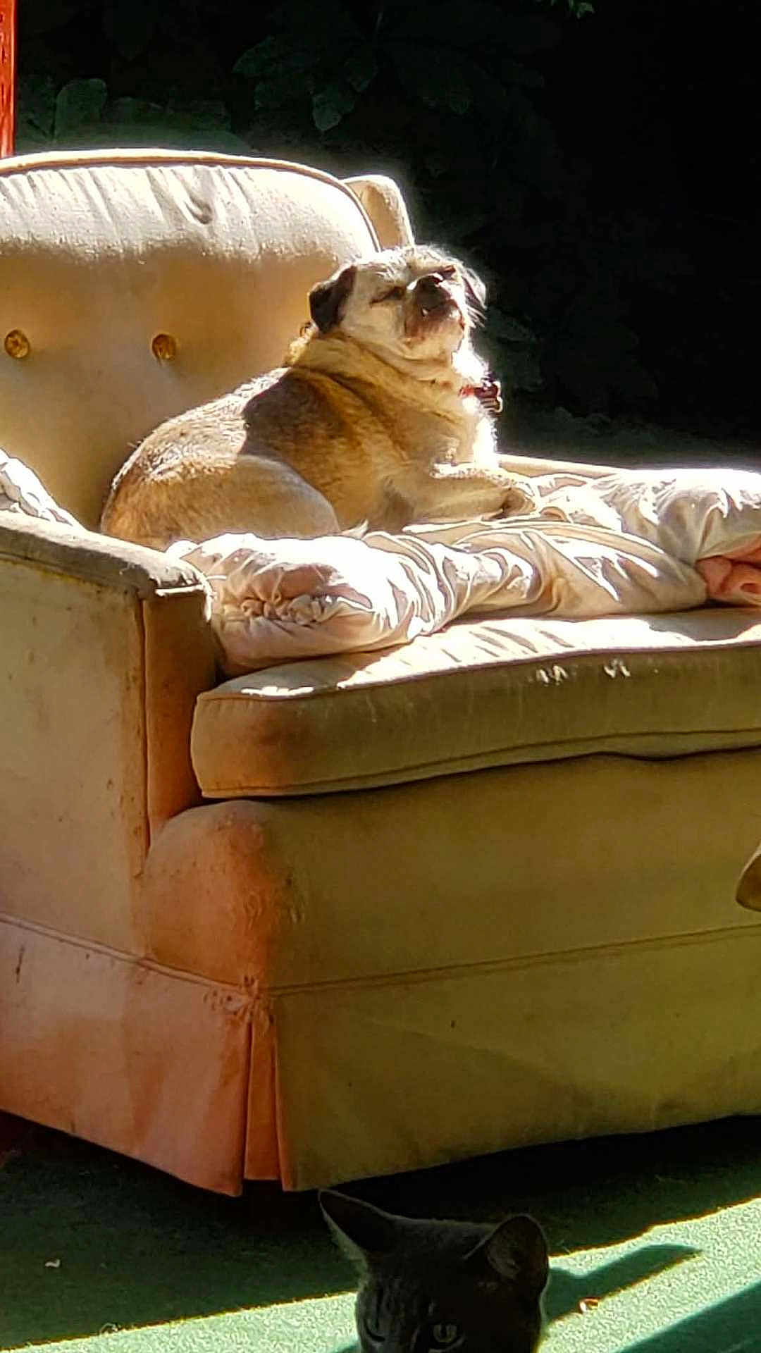 Kooper joined the competition — help win amazing prizes! animal, armchair, cat, collar, cozy, curious, cushion, dog, ears, face, floor, furniture, indoor, lazy, pet, relaxation, resting, shadow, sunlight, vintage