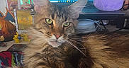 Raikou is registered to the contest to win money with this photo: blue_screen, brown_fur, cat, charizard_figurine, close_up, collectibles, computer, desk, ditto_plush, feline, fluffy, gaming_memorabilia, green_eyes, indoor, laptop, pet, plush_toy, pokémon_cards, tabby, whiskers